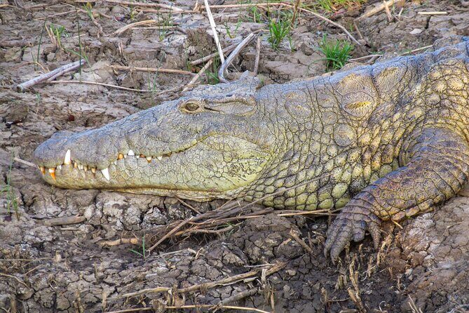 Hippo and Croc Boat Cruise in Saint Lucia with collection - Who Will Love This Tour?