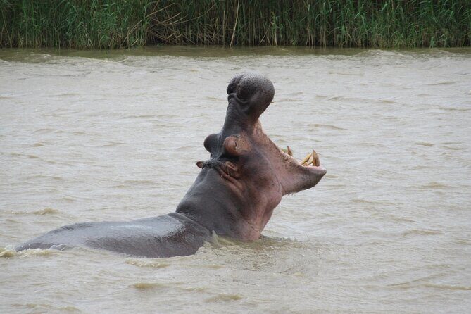 Hippo and Croc Boat Cruise in Saint Lucia with collection - FAQ