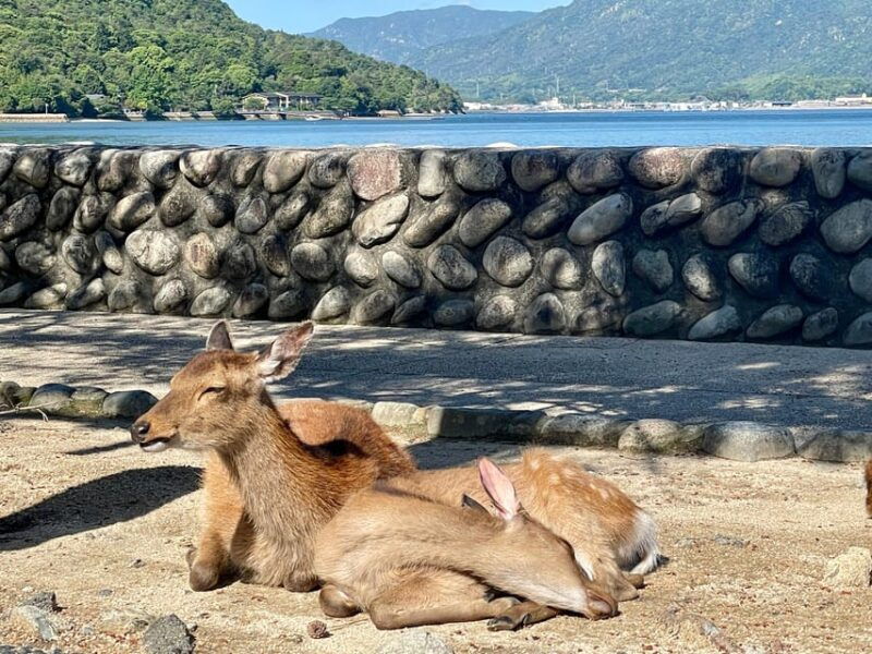 hiroshima-explore-miyajima-private-customized-tour-w-local