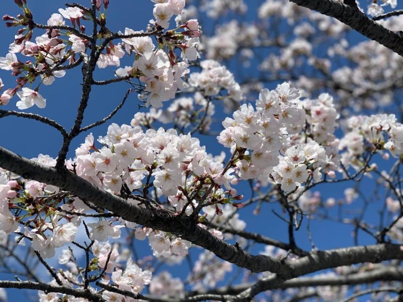 hiroshima-fulfilled-highlights-private-tour-with-a-local