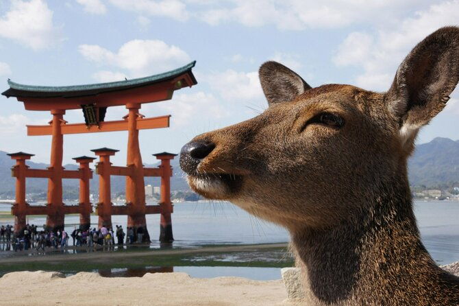hiroshima-miyajima-1-day-bus-with-indian-lunch-from-osaka-kyoto