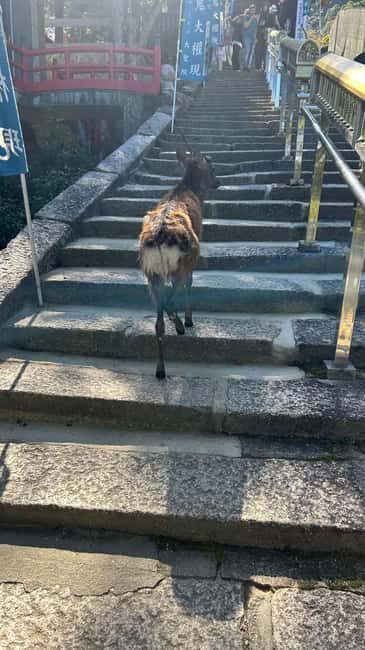 Hiroshima & Miyajima 6.5h Guided Tour  Dome, Park & Shrine - Final Thoughts