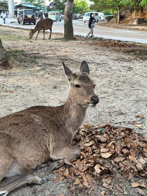 Hiroshima & Miyajima Island Private Tour: History & Culture - FAQ