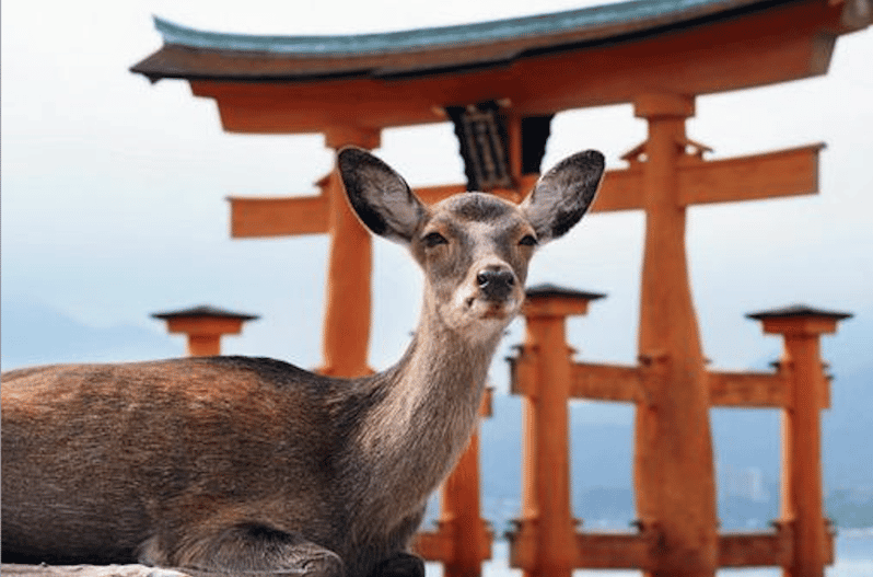 hiroshima-miyajima-private-custom-tour-with-local-guide