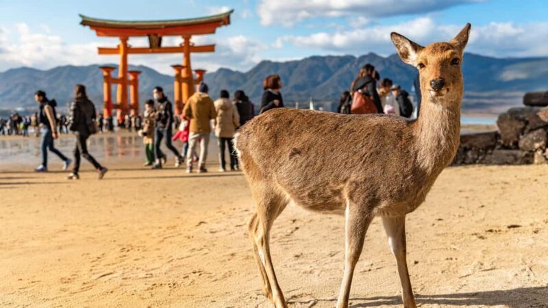 Hiroshima to Miyajima: Private Custom Tour with Ferry Ride - Why Choose a Private, Custom Tour to Miyajima?