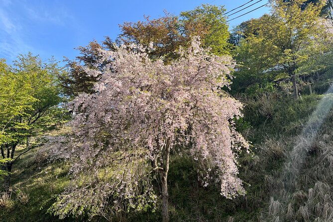 historic-and-natural-guided-hike-in-yoshino