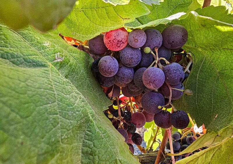 historic-centre-wine-tasting