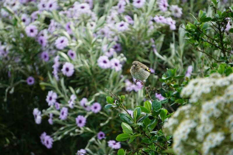 historic-orkney-coastal-charms-tour-by-a-native-islander