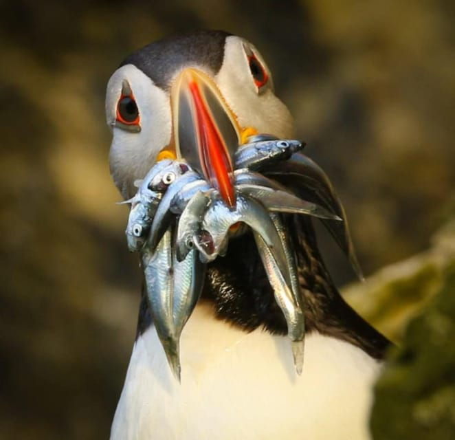 historic-orkney-coastal-charms-tour-by-a-native-islander
