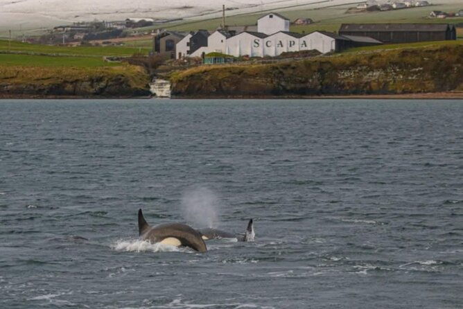 historic-orkney-showcase-private-tour-by-a-native-islander