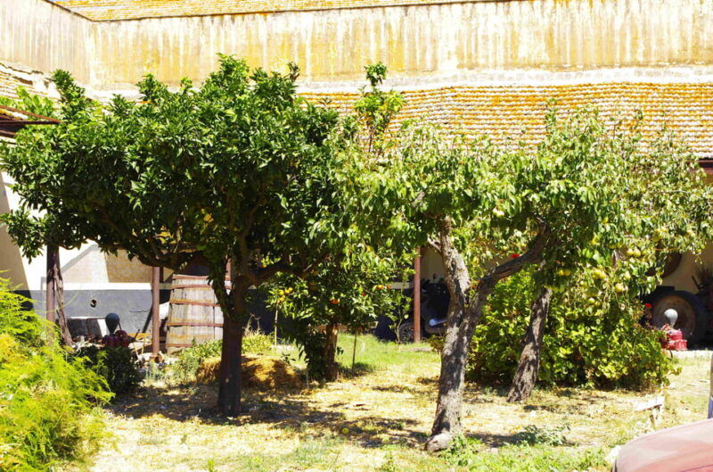 historical-baglio-florio-adamo-tour-with-wine-tasting