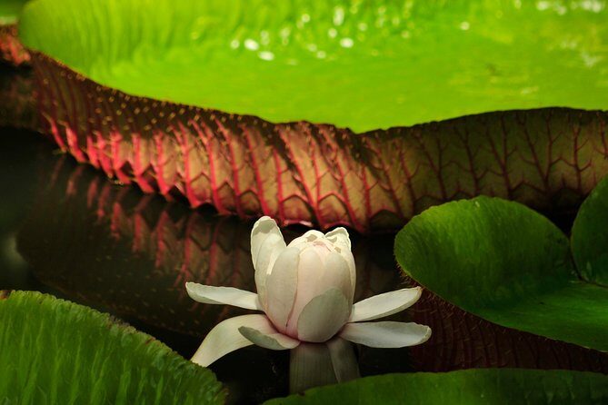 Historical Guided Day Tour : City - Sugar World - Botanical Garden - Final thoughts: Who is this tour perfect for?