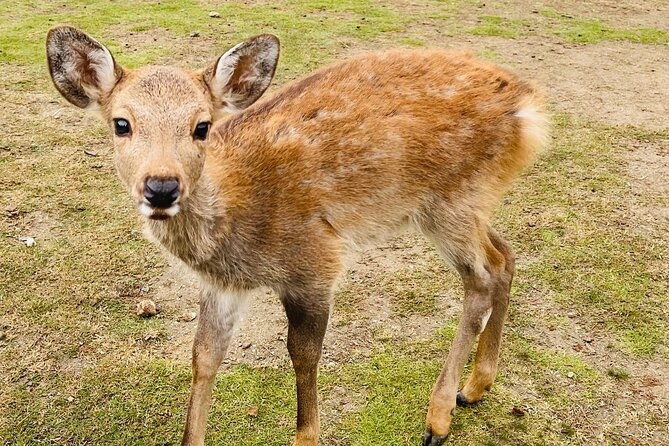 historical-kyoto-customizable-tour-with-english-speaking-guide