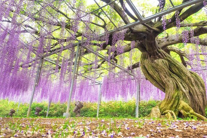 hitachi-national-seaside-parks-flowers-ashikaga-flower-park