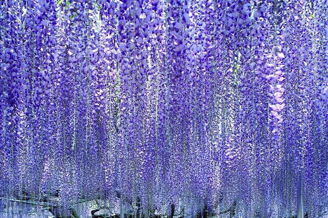 hitachi-national-seaside-parks-flowers-ashikaga-flower-park