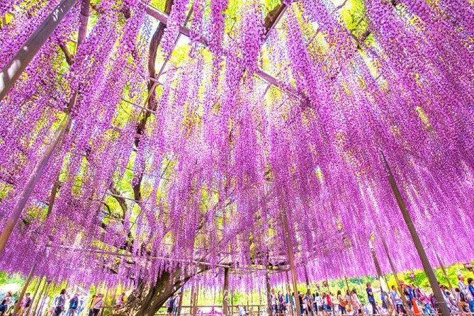 hitachi-national-seaside-parks-flowers-ashikaga-flower-park