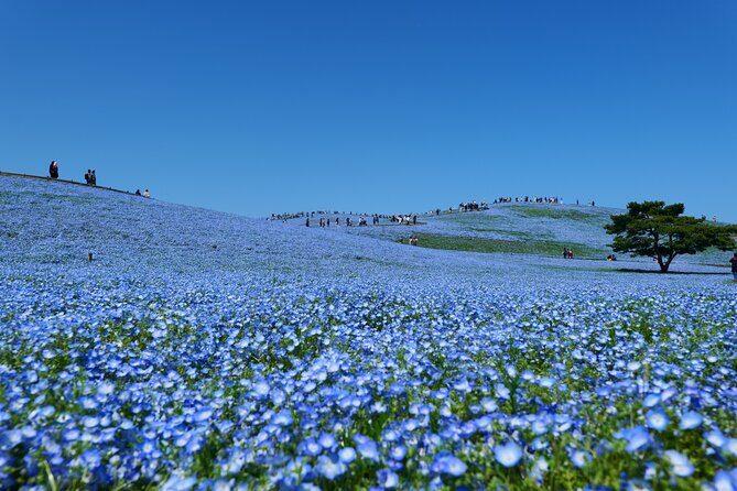 Hitachi Seaside Park and Mito Highlights Tour - In-Depth Look at the Hitachi Seaside Park and Mito Highlights Tour