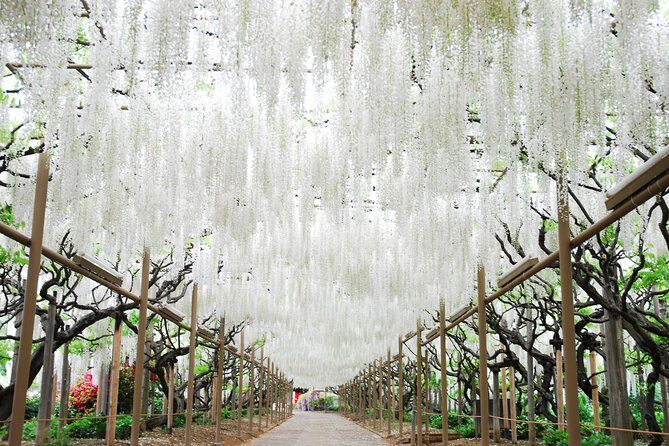 Hitachi Seaside Park & Ashikaga Flower Park from Tokyo - An In-Depth Look at the Tour Experience