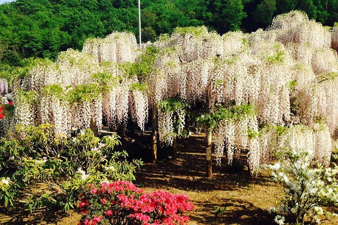 Hitachi Seaside Park & Ashikaga Flower Park from Tokyo - Final Thoughts