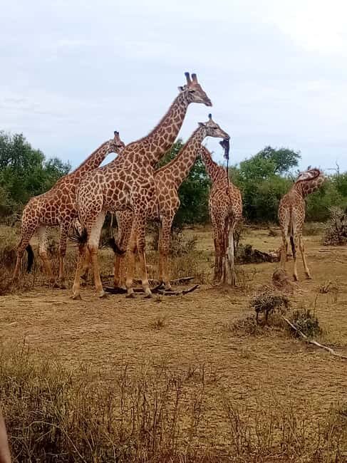 Hlane: Rhino Walk, Game Drive & Wilderness Picnic - The Practical Aspects