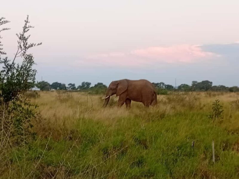 Hlane: Rhino Walk, Game Drive & Wilderness Picnic - Final Thoughts