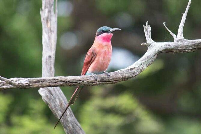 HLANE ROYAL NATIONAL PARK - Daytrip (Open Vehicle) - Why This Tour Offers Great Value