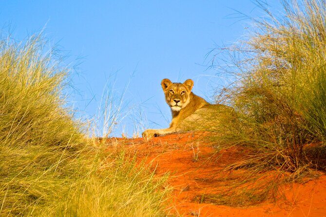 Hluhluwe and Imfolozi Safari Day Tour from Richards Bay - An In-Depth Look at the Tour Experience