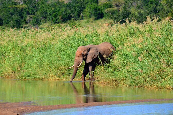 Hluhluwe and Imfolozi Safari Day Tour from Richards Bay - Final Thoughts