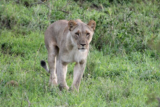 Hluhluwe Game Drive - Half day - Key Points