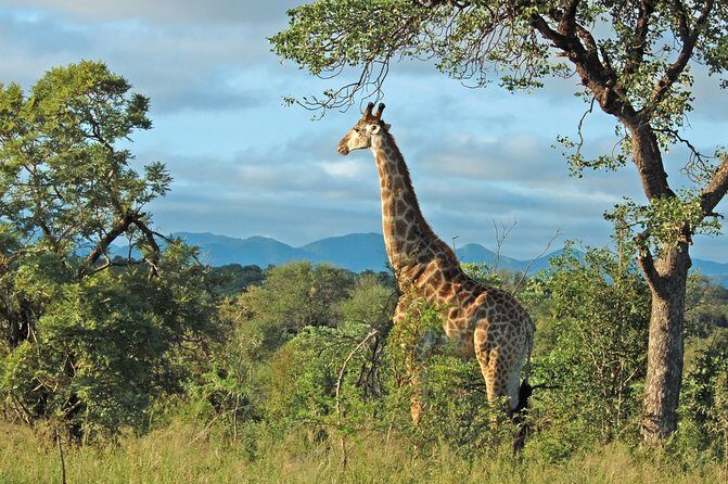 Hluhluwe Game Reserve Safari from Durban - Key Points
