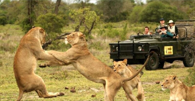 Hluhluwe Imfolozi Big 5 Full Day Tour from Durban - Key Points