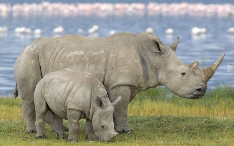 Hluhluwe Imfolozi Big 5 Full Day Tour from Durban - What to Expect on the Day Trip