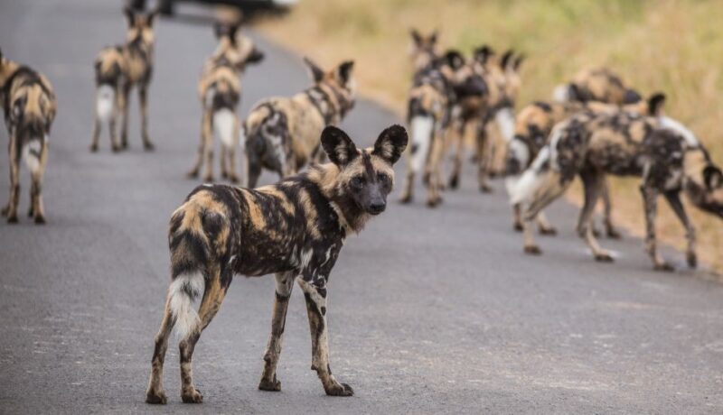 Hluhluwe-Imfolozi: Big 5 Full or Half-Day Safari - The Value of Your Safari Experience
