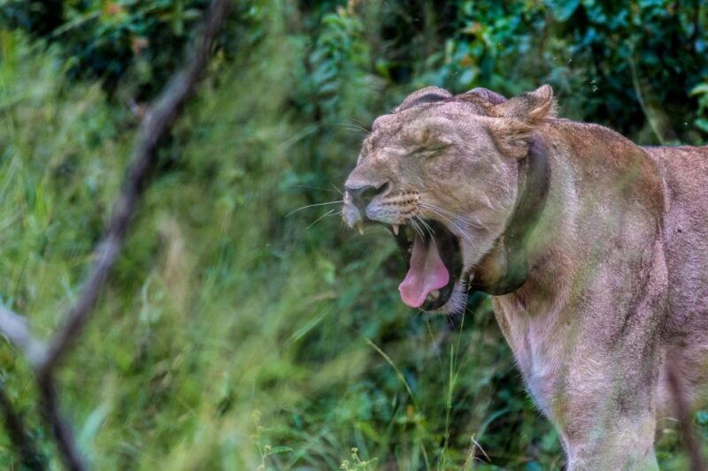 hluhluwe-imfolozi-big-5-full-or-half-day-safari
