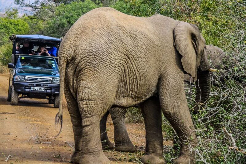 hluhluwe-imfolozi-big-5-full-or-half-day-safari