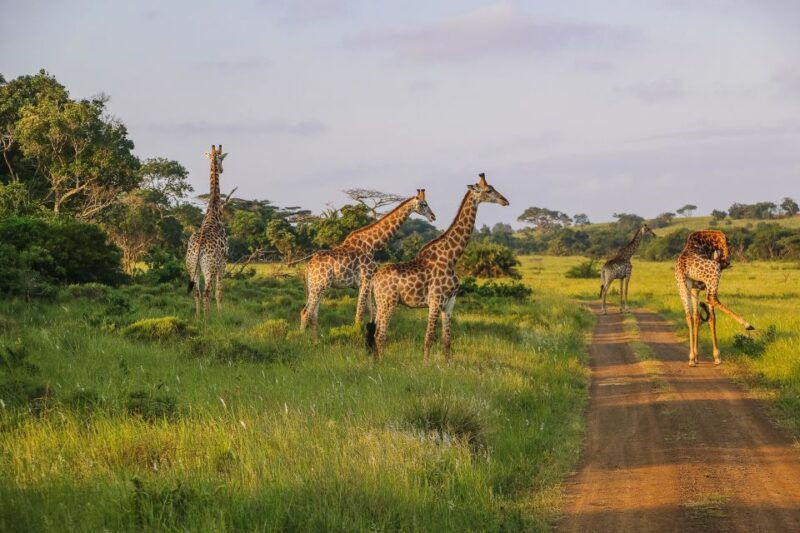 hluhluwe-imfolozi-big-5-full-or-half-day-safari