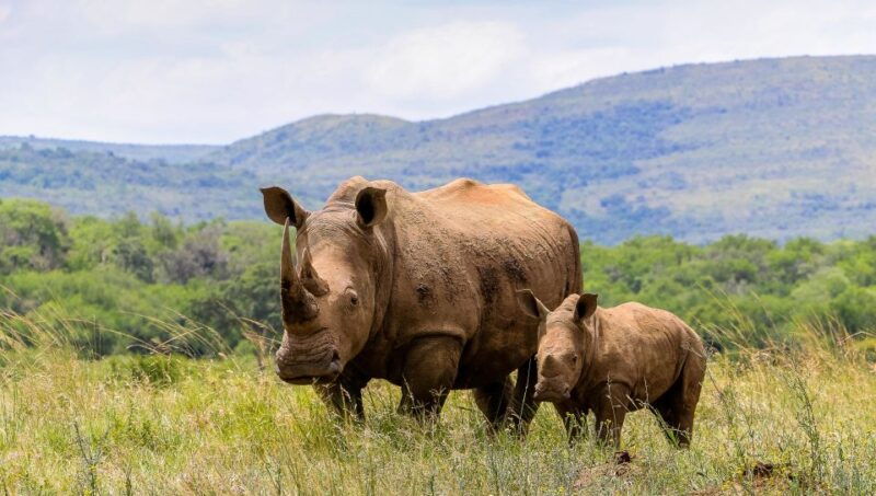hluhluwe-imfolozi-big-5-full-or-half-day-safari