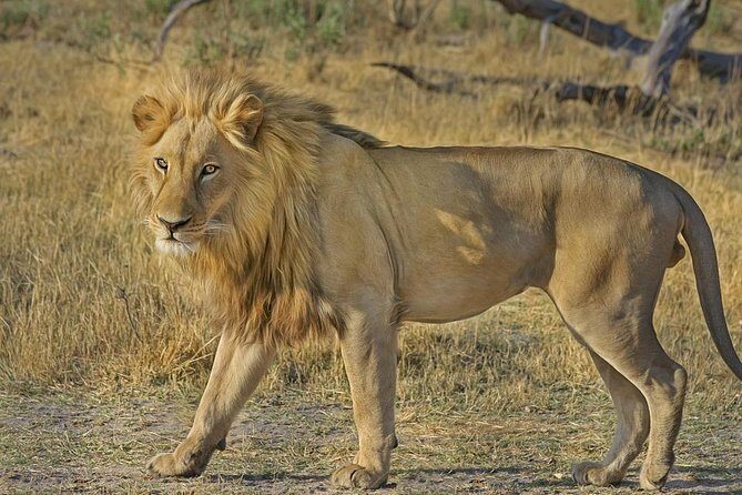 Hluhluwe Imfolozi Big 5 Reserve day Safari from Durban - An In-Depth Look at the Hluhluwe Imfolozi Big 5 Safari from Durban