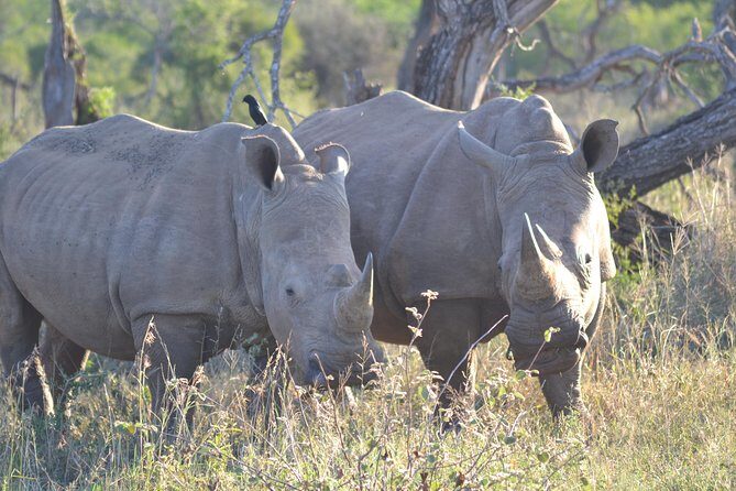 Hluhluwe Imfolozi Big 5 Safari Tour from Durban - Key Points