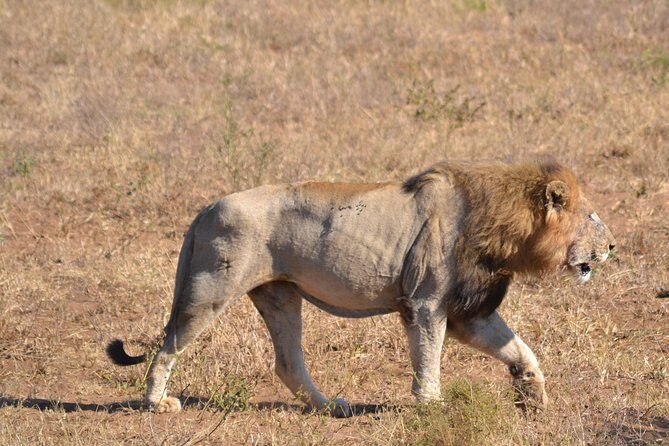 Hluhluwe Imfolozi Big 5 Safari Tour from Durban - What’s Included and What’s Not