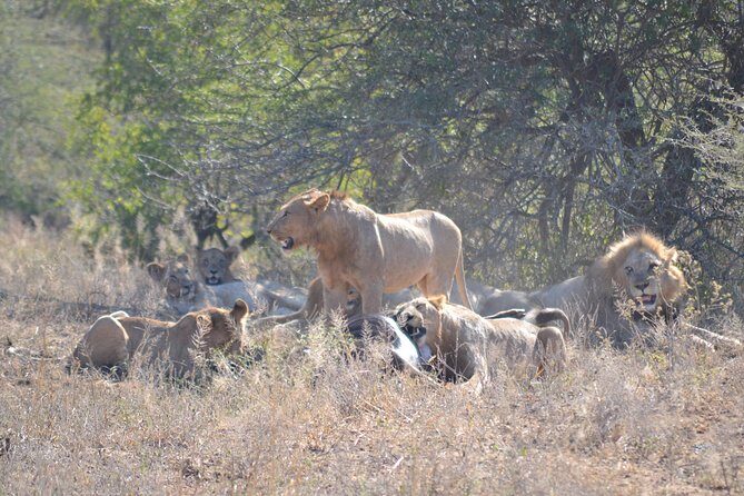 Hluhluwe Imfolozi Big 5 Safari Tour from Durban - The Value of This Tour