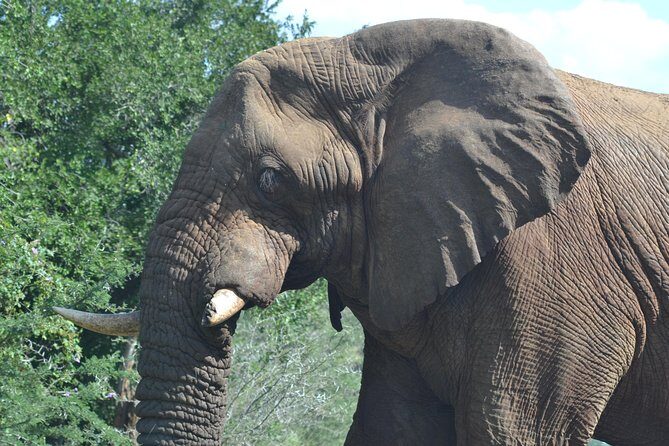 Hluhluwe Imfolozi Big 5 Safari Tour from Durban - FAQs