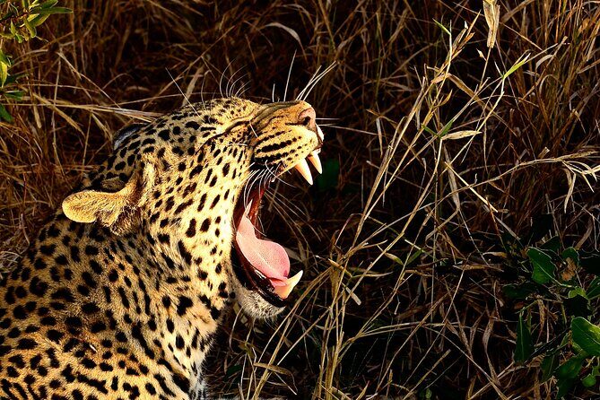 Hluhluwe Imfolozi & DumaZulu Cultural Village Tour from Durban - Discovering South Africa’s Heritage and Wilderness: A Review of the Hluhluwe Imfolozi & DumaZulu Cultural Village Tour from Durban
