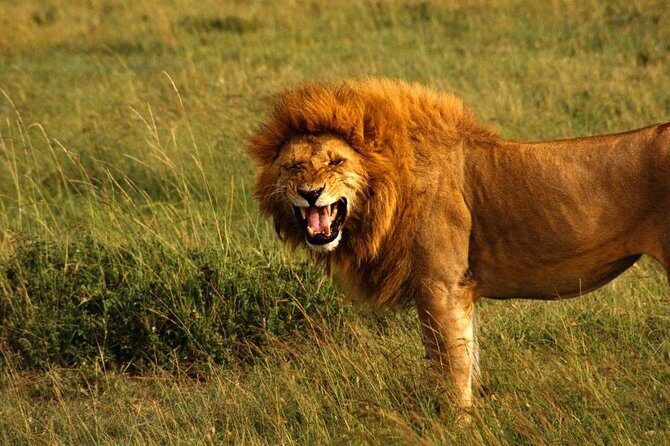Hluhluwe Imfolozi Game Reserve & Phezulu Safari Park from Durban - Frequently Asked Questions