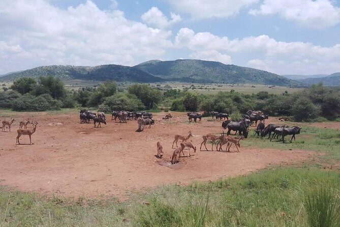 Hluhluwe Imfolozi Park And Isimangaliso Wetlands Park .st Lucia - What Reviewers Say
