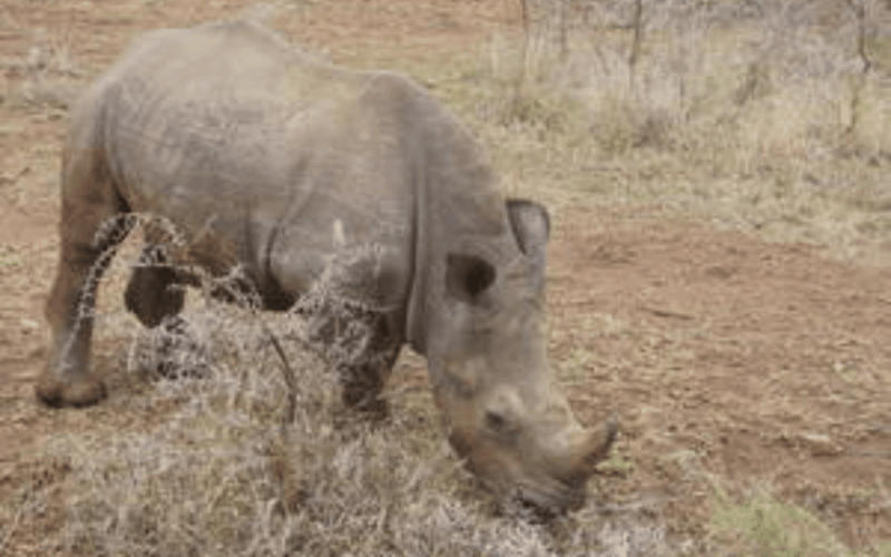 hluhluwe-imfolozi-park-big-5-family-safari-experience