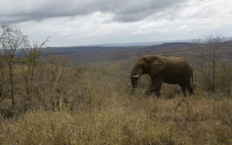 hluhluwe-imfolozi-park-big-5-family-safari-experience