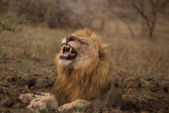 Hluhluwe-iMfolozi Park Exclusive Private Full Day Big 5 Safari - What Makes This Tour Stand Out?