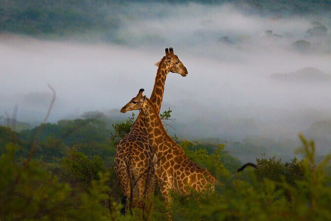 Hluhluwe-iMfolozi Park Exclusive Private Full Day Big 5 Safari - Authentic Experiences & Guest Feedback