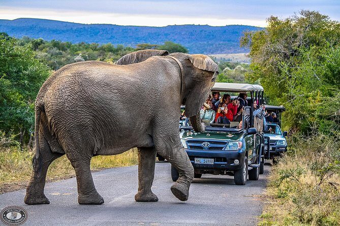 Hluhluwe-Imfolozi Park Full Day Big 5 Safari Tour - Why This Tour is a Great Choice for Wildlife Lovers